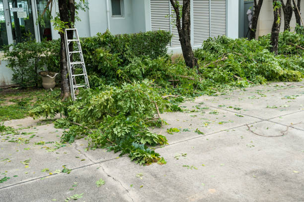 Best Residential Tree Removal  in San Antonio Heights, CA